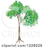 Clipart Of A Green Deciduous Tree Royalty Free Vector Illustration
