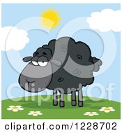 Annoyed Black Sheep On A Sunny Hill