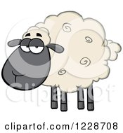 Annoyed Black And Tan Sheep