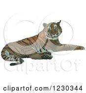 Poster, Art Print Of Resting Tiger