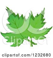 Poster, Art Print Of Green Maple Leaves And Shadow
