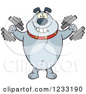 Poster, Art Print Of Gray Bulldog Working Out With Dumbbells