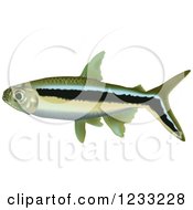 Poster, Art Print Of Penguin Tetra Fish