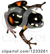 Poster, Art Print Of Brazil Nut Poison Dart Frog