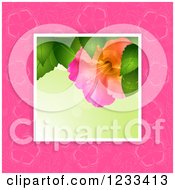 Clipart Of A Photograph Of A Hibiscus Flower Over Pink Royalty Free Vector Illustration