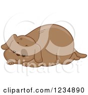Poster, Art Print Of Chubby Sleeping Brown Dog