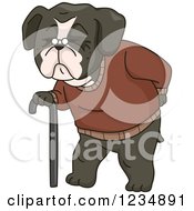 Poster, Art Print Of Old Boston Terrir Dog Walking With A Cane