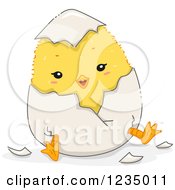 Poster, Art Print Of Yellow Chick Breaking Out Of A Shell
