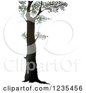 Clipart Of A Deciduous Tree Royalty Free Vector Illustration