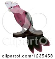 Clipart Of A Galah Cockatoo Bird Royalty Free Vector Illustration