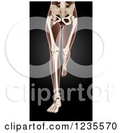 Poster, Art Print Of 3d Legs Of A Running Medical Female Model With Visible Skeleton