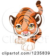 Poster, Art Print Of Cute Tiger Cub Stalking