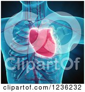 Poster, Art Print Of 3d Human Body Heart And Circulatory System