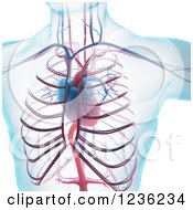 Poster, Art Print Of 3d Human Body Heart And Cardiovascular System