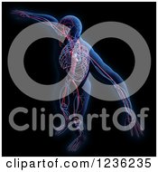 3d Human Body And Circulatory System On Black