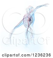 3d Human Body And Circulatory System On White