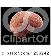 Clipart Of A 3d Human Brain Over Black Royalty Free CGI Illustration