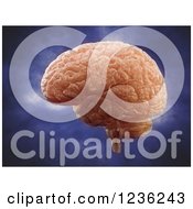 Clipart Of A 3d Human Brain Over Purple Royalty Free CGI Illustration