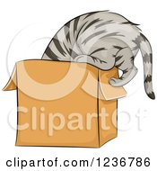 Poster, Art Print Of Curious Tabby Cat Climbing Into A Box