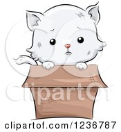 Poster, Art Print Of Sad Cute White Kitten Peeking Out From A Box