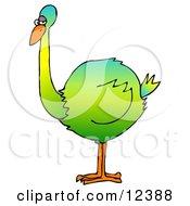 Big Colorful Green Flightless Bird