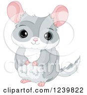 Poster, Art Print Of Cute Gray Chinchilla