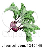 Poster, Art Print Of Engraved Beets And Greens