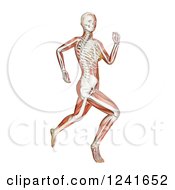 Poster, Art Print Of 3d Female Runner With Visible Skeleton And Muscle On White