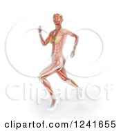 Poster, Art Print Of Anatomy Of A 3d Female Runner