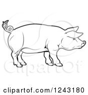 Poster, Art Print Of Black And White Pig In Profile