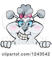 Clipart Of A Female Gray Poodle Dog Smiling Over A Sign Royalty Free Vector Illustration by Dennis Holmes Designs