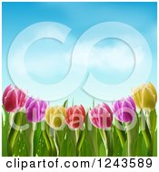 Clipart Of Colorful Spring Tulip Flowers Under A Blue Sky With Puffy Clouds Royalty Free Vector Illustration by elaineitalia