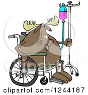 Injured Hospital Patient Moose In A Wheelchair With An Iv