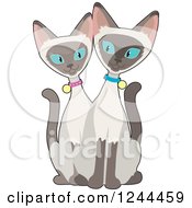 Poster, Art Print Of Blue Eyed Siamese Cats