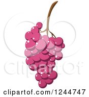 Poster, Art Print Of Bunch Of Purple Grapes