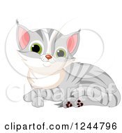 Poster, Art Print Of Cute Gray Tabby Cat Kitten Resting