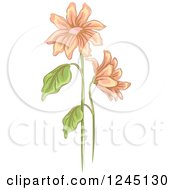 Poster, Art Print Of Peach Daisy Flowers