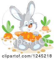 Poster, Art Print Of Happy Gray Rabbit Sitting With A Carrot In A Garden