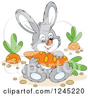 Happy Gray Bunny Rabbit Sitting With A Carrot In A Garden