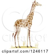 Clipart Of A Tall Giraffe Royalty Free Vector Illustration