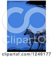 Poster, Art Print Of Blue African Zebra Background With Text Space
