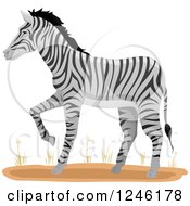 Poster, Art Print Of Zebra Walking
