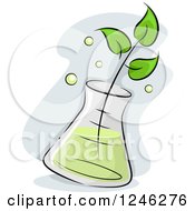 Seedling Plant Soaking In An Erlenmeyer Flask