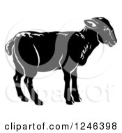 Poster, Art Print Of Black Lamb In Profile