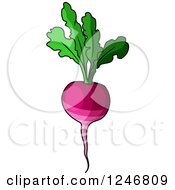Clipart Of A Beet Royalty Free Vector Illustration