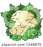 Clipart Of A Cauliflower Royalty Free Vector Illustration