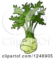 Kohlrabi