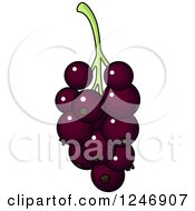 Clipart Of Purple Grapes Or Currants Royalty Free Vector Illustration