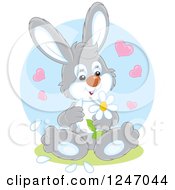 Poster, Art Print Of Gray Bunny Rabbit Playing She Loves Me She Loves Me Not With Flower Petals