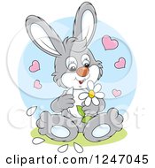 Clipart Of A Gray Bunny Playing She Loves Me She Loves Me Not With Flower Petals Royalty Free Vector Illustration